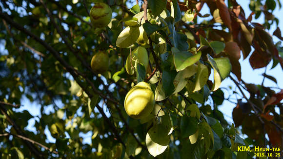 Image of Chinese-quince