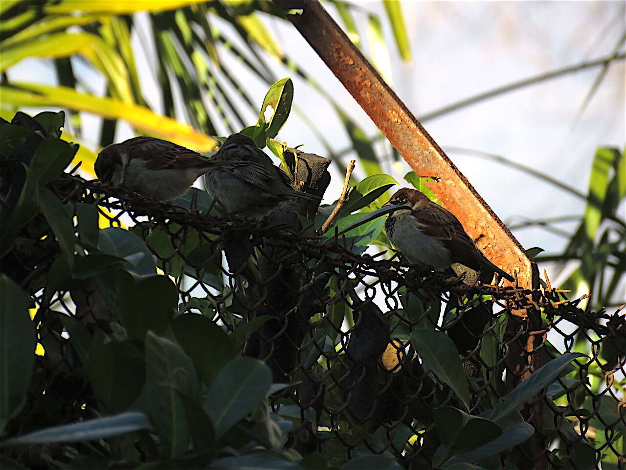 Image of Italian Sparrow