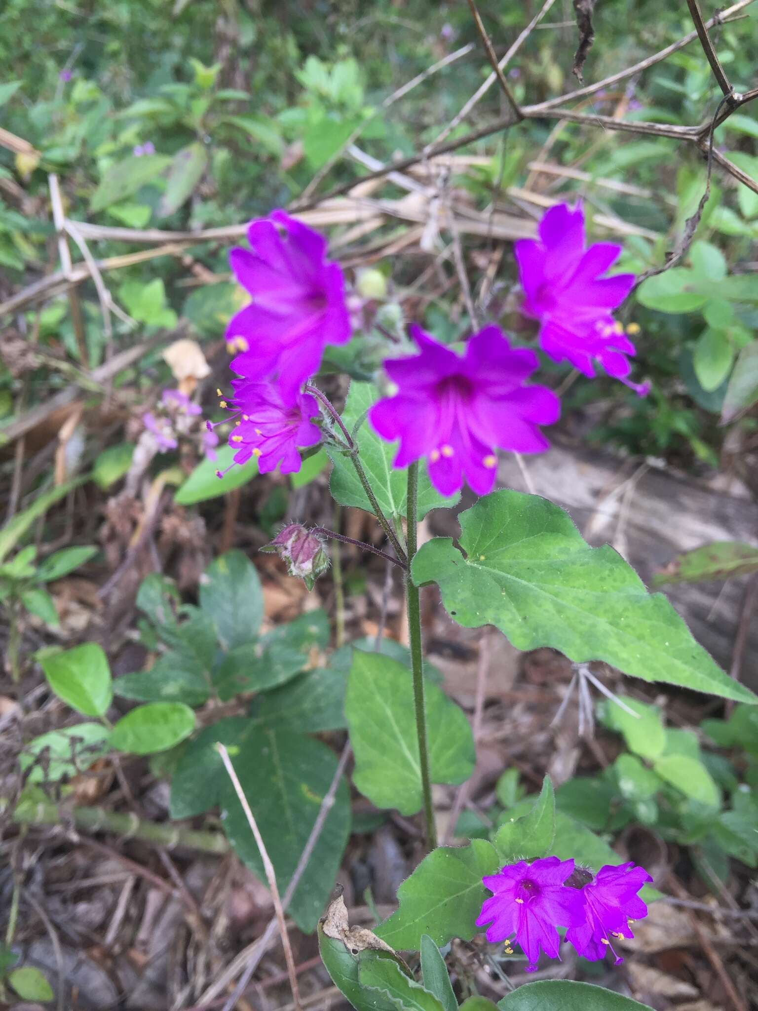 Image of Mirabilis violacea (L.) Heimerl