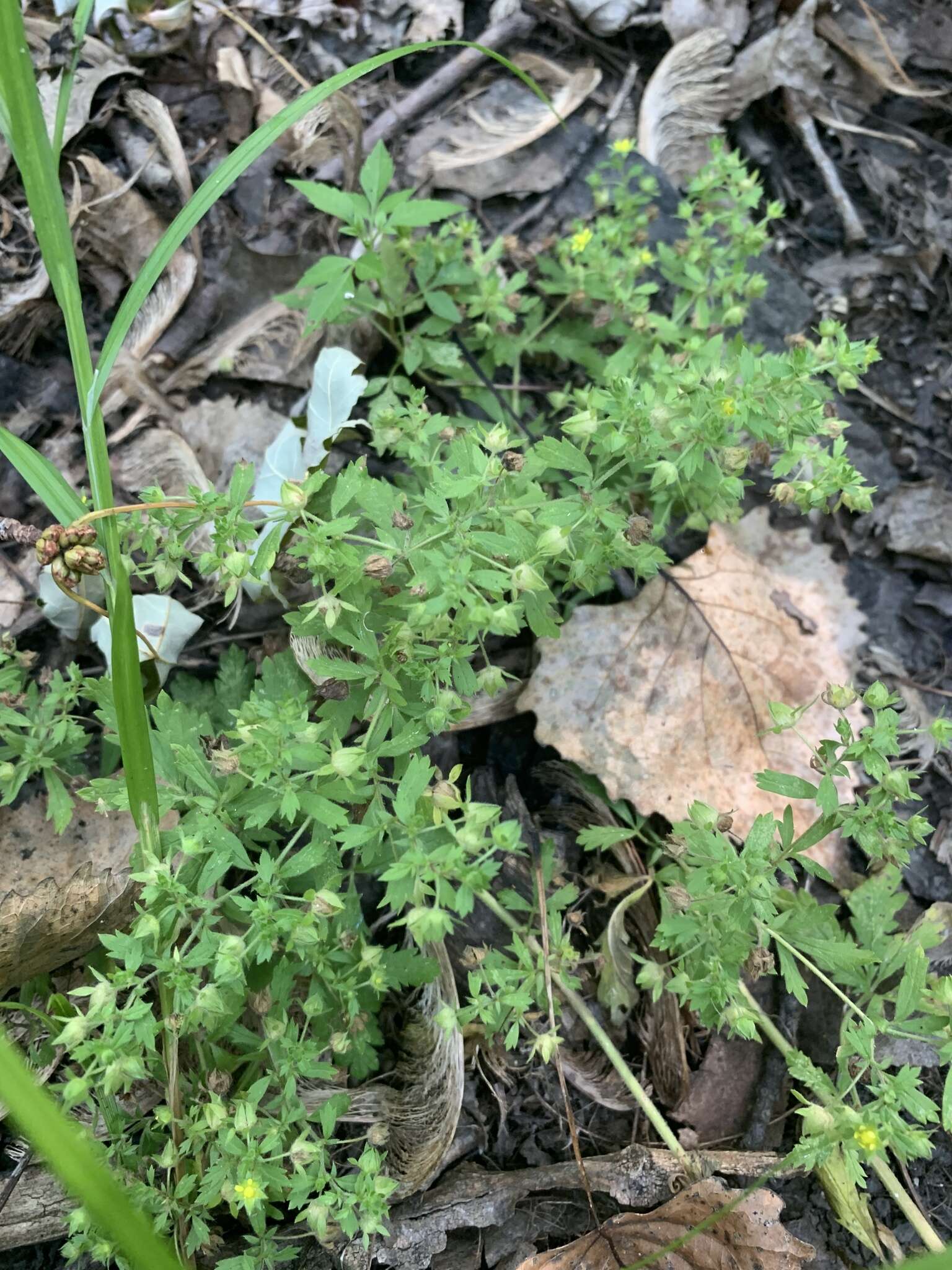 Image of brook cinquefoil