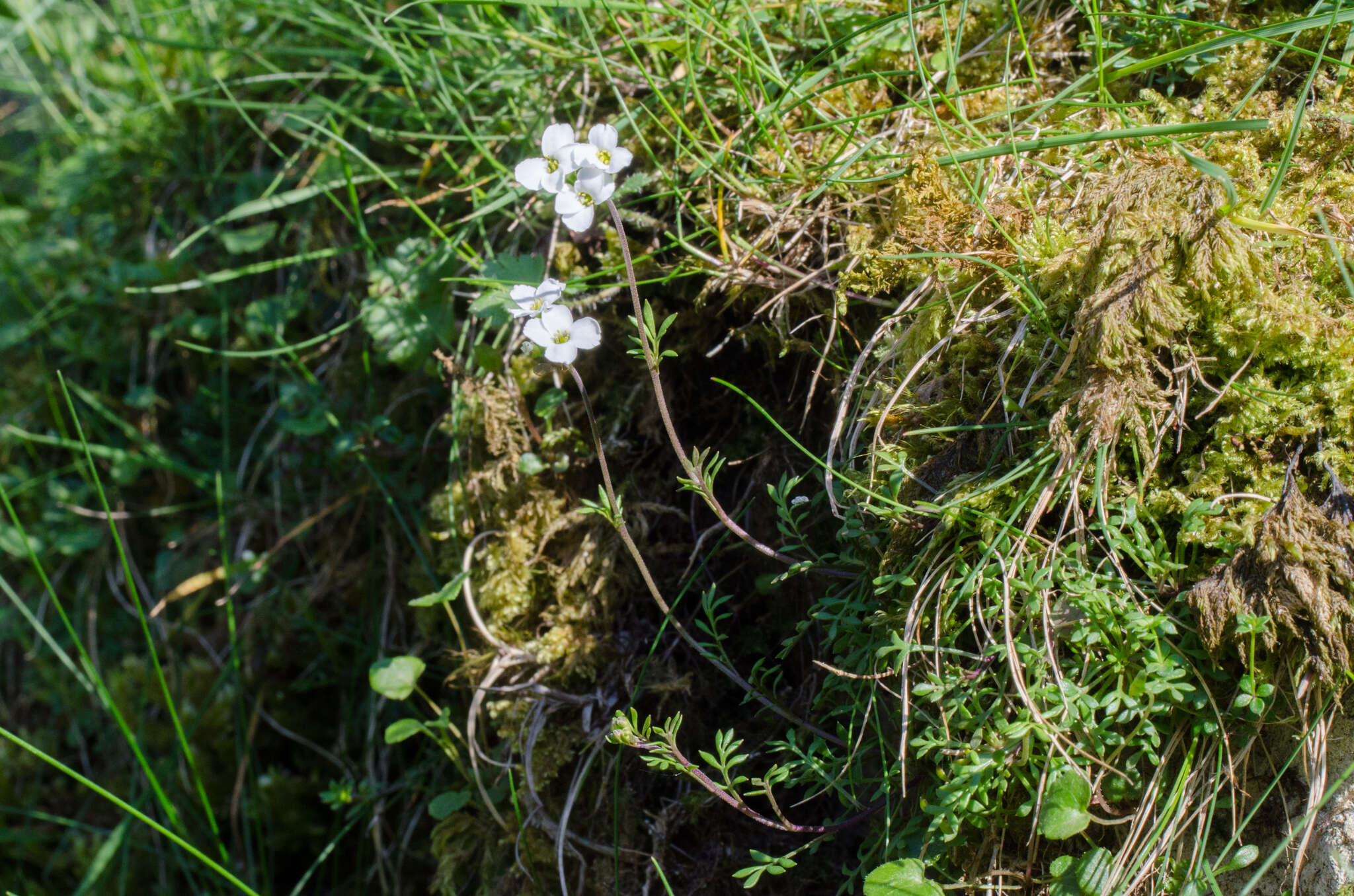 Image of Hornungia alpina subsp. auerswaldii (Willk.) O. Appel