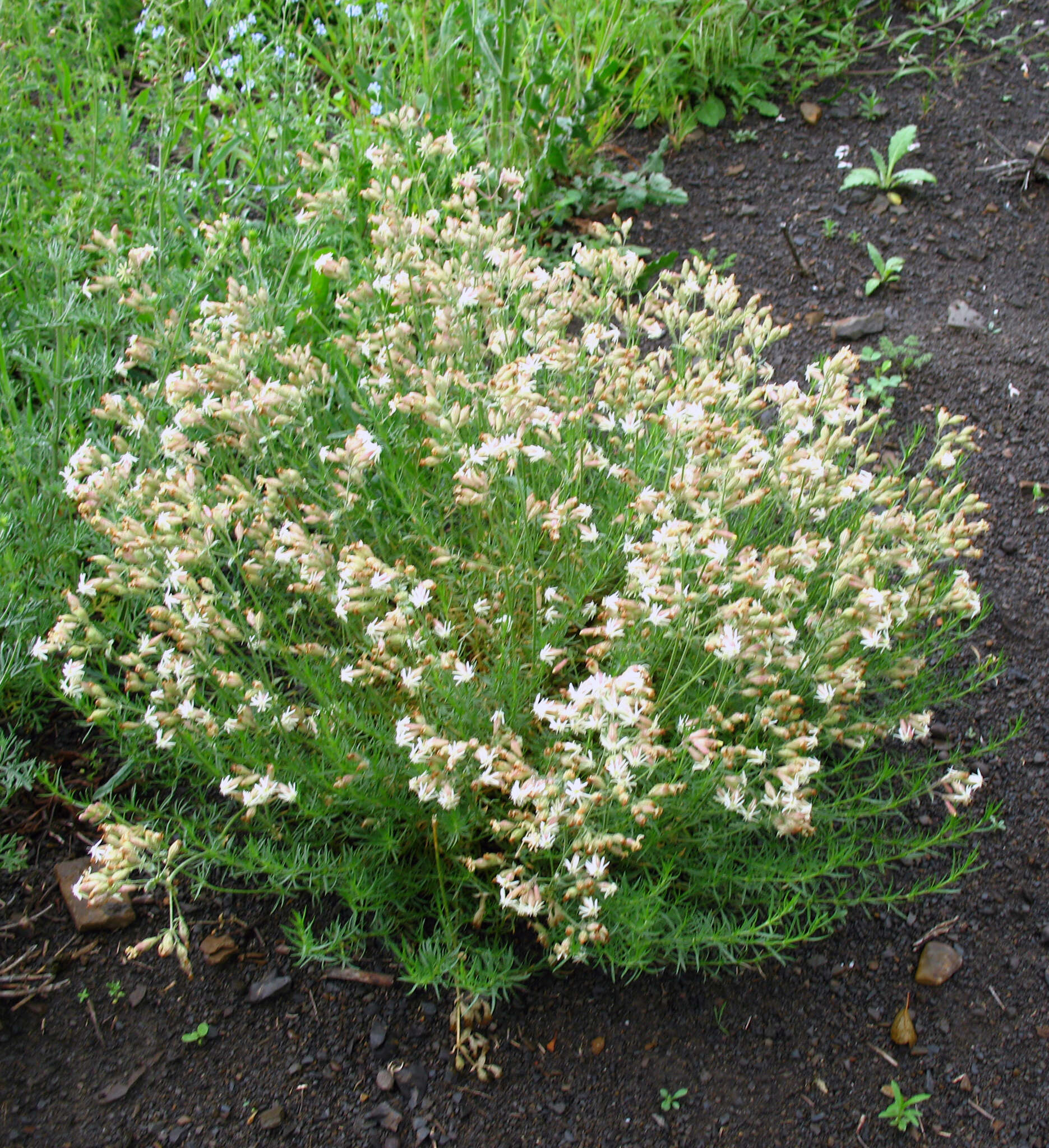 Sivun Silene spergulifolia (Willd.) M. Bieb. kuva
