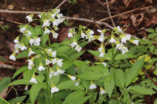 Image of Cardamine waldsteinii Dyer