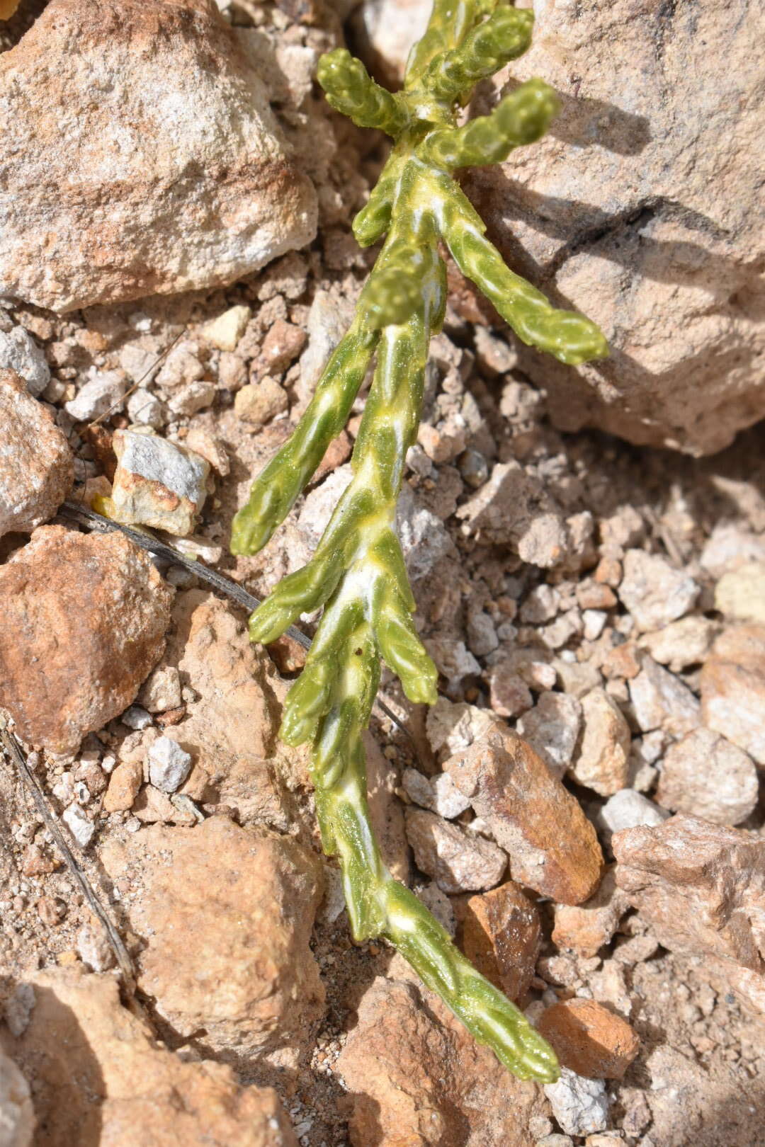 Image de Parastrephia quadrangularis (Meyen) Cabrera