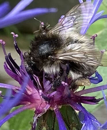 Image of <i>Bombus pascuorum mniorum</i> Fabricius 1776