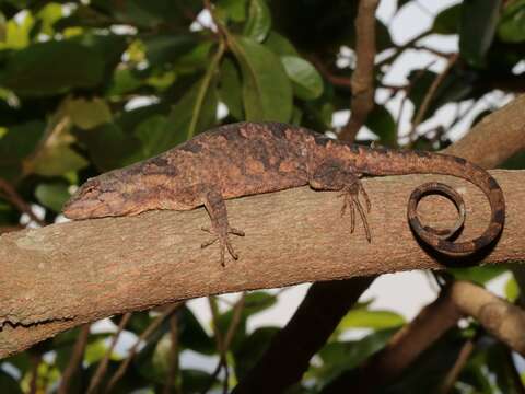 Image of Steppe iguanas