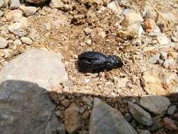 Image of Carabus (Megodontus) croaticus Dejean 1826