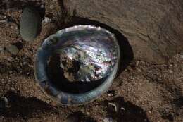 Image of Midas Ear Abalone