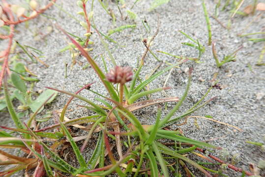 Image of Juncus caespiticius E. Mey.