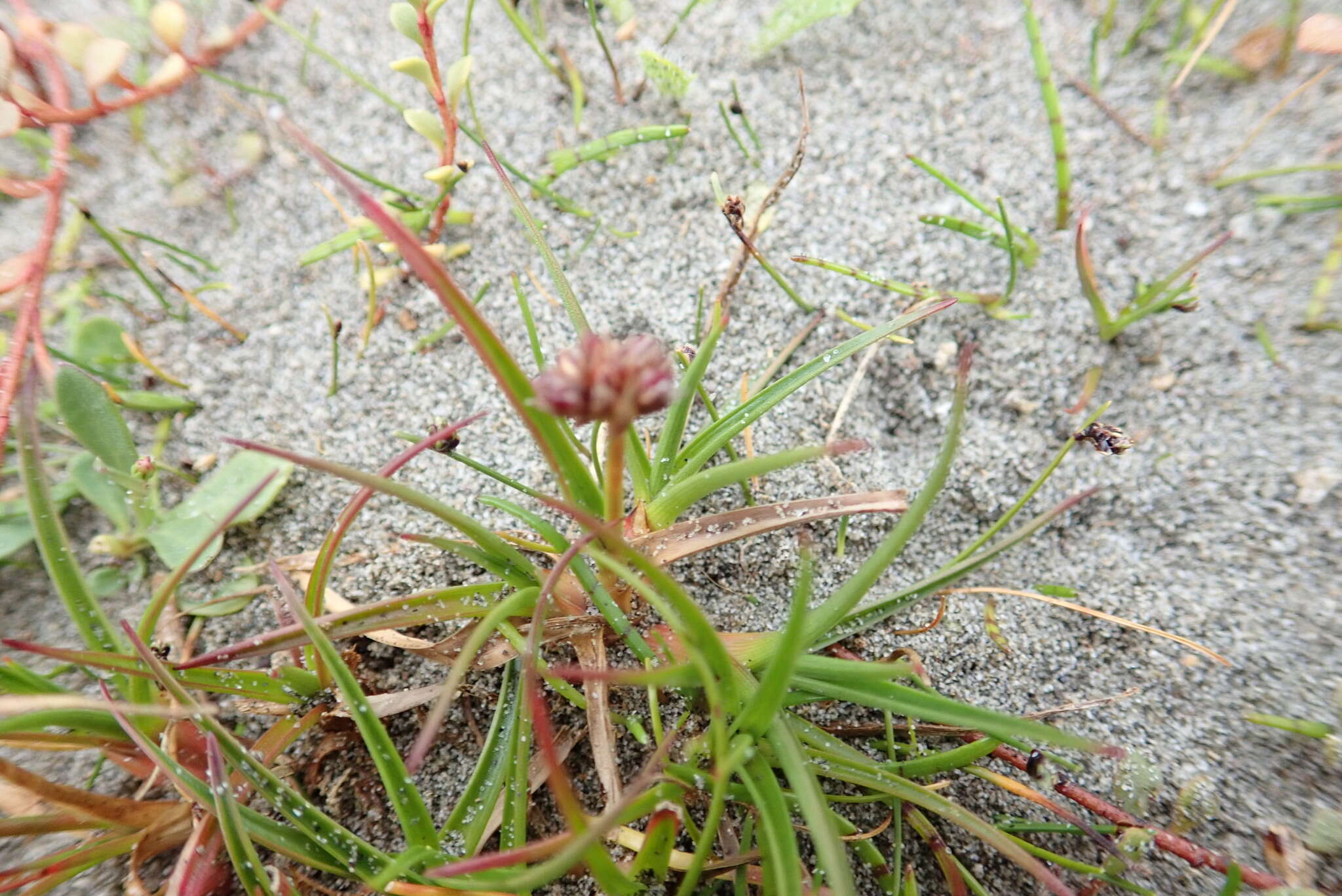 Imagem de Juncus caespiticius E. Mey.