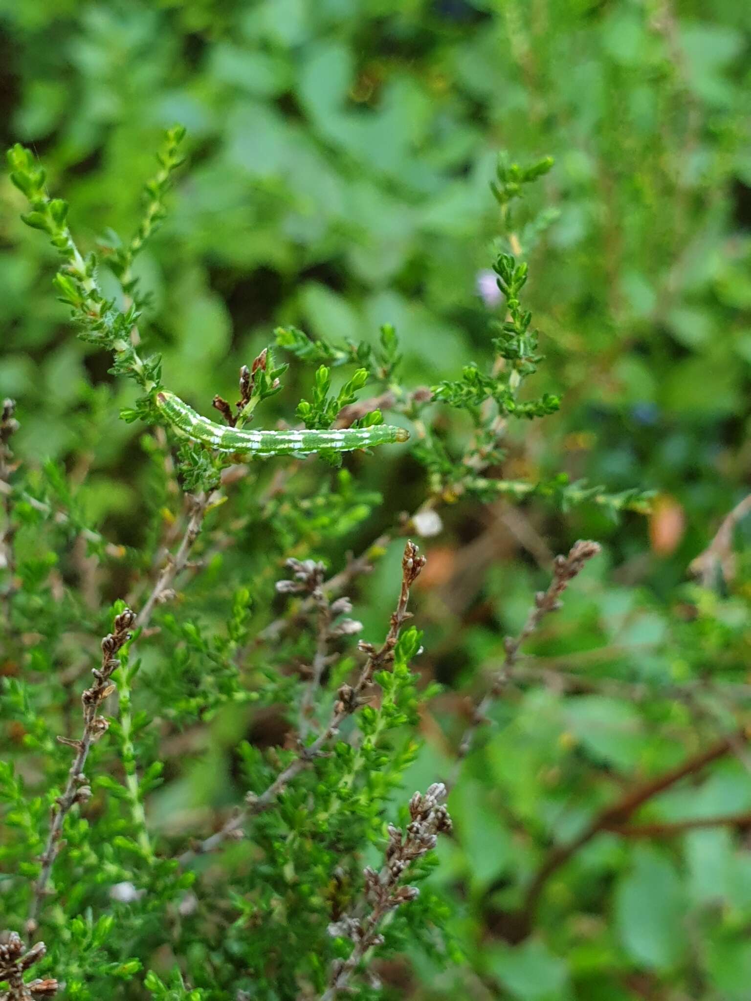 Plancia ëd Eupithecia nanata