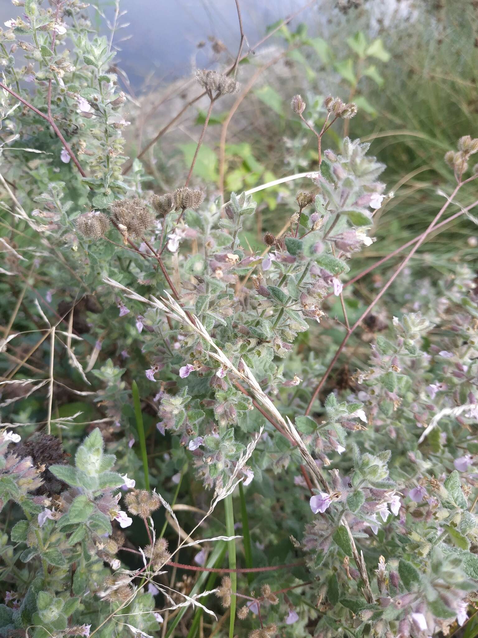 Imagem de Teucrium scordium subsp. scordioides (Schreb.) Arcang.