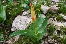 Image of Tulipa fosteriana W. Irving