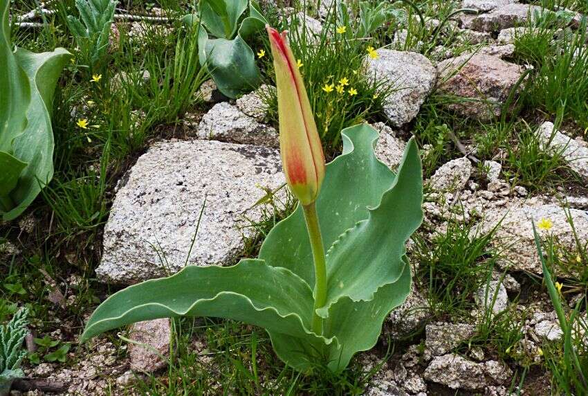 Image of Tulipa fosteriana W. Irving