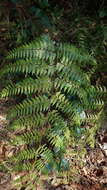 Image of Limp-Leaf Fern