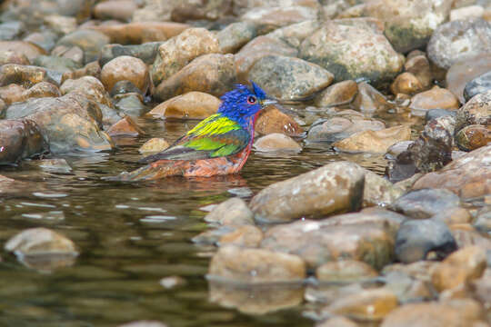 Image of Painted Bunting