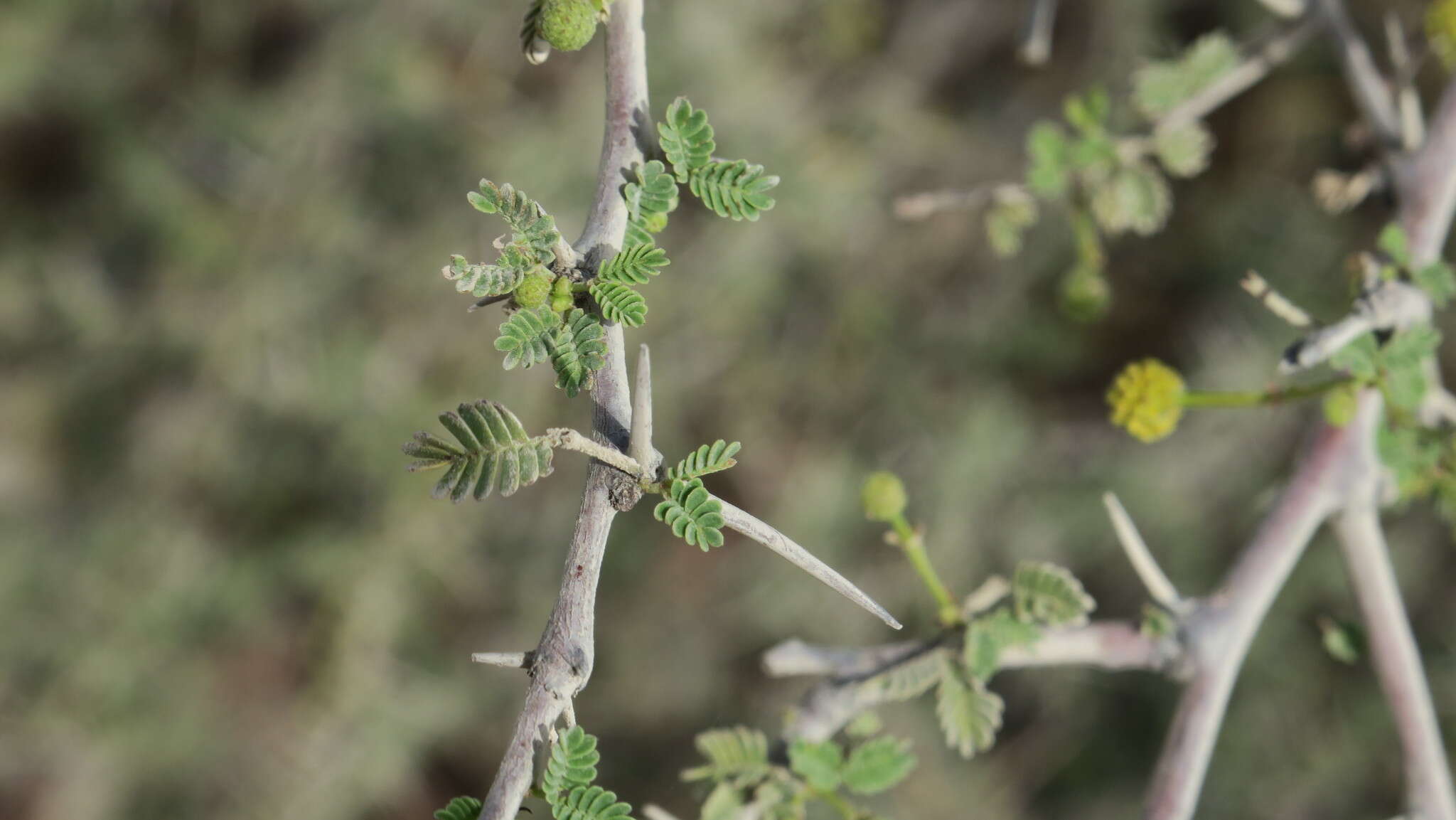 Image of Vachellia flava (Forssk.) Kyal. & Boatwr.