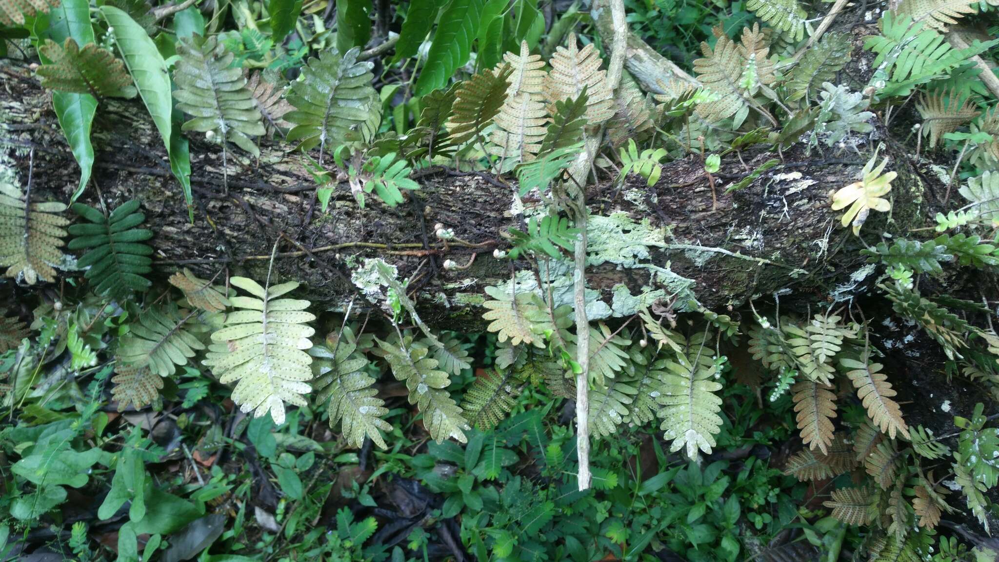 Image of resurrection fern