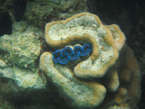 Image of Small giant clam