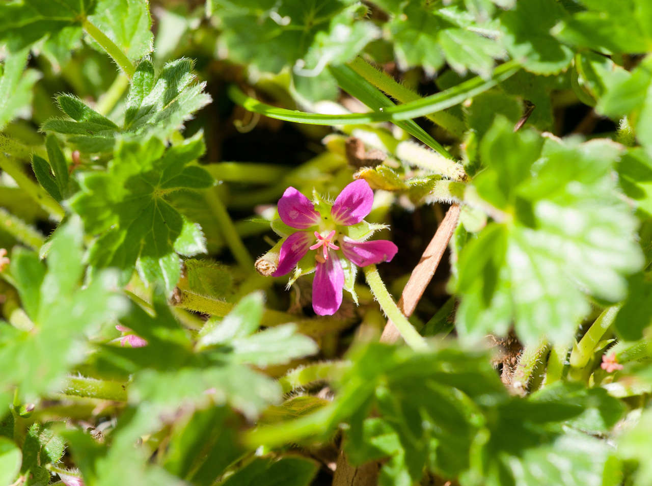 Image of Geranium antrorsum Carolin