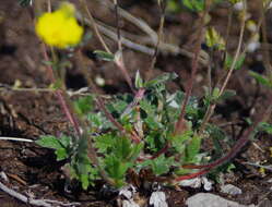 Image of Potentilla hyparctica Malte