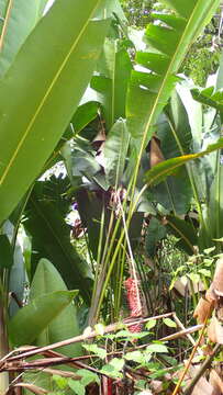 Image of Heliconia mariae Hook. fil.