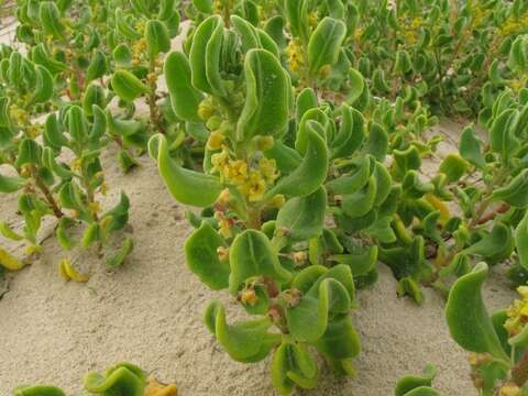 Sivun Tetragonia decumbens Mill. kuva