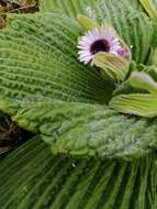 Image de Pleurophyllum speciosum Hook. fil.