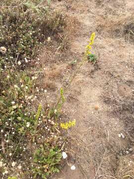 Image of Coast Goldenrod