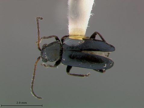 Image of <i>Pseudoluperus bakeri</i> Beller & Hatch