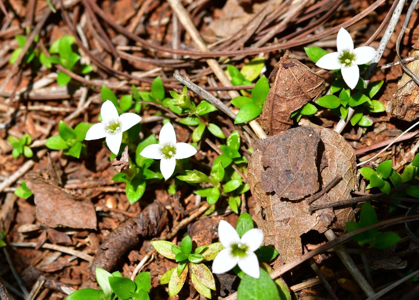 Image of Arcytophyllum serpyllaceum (Schltdl.) Terrell