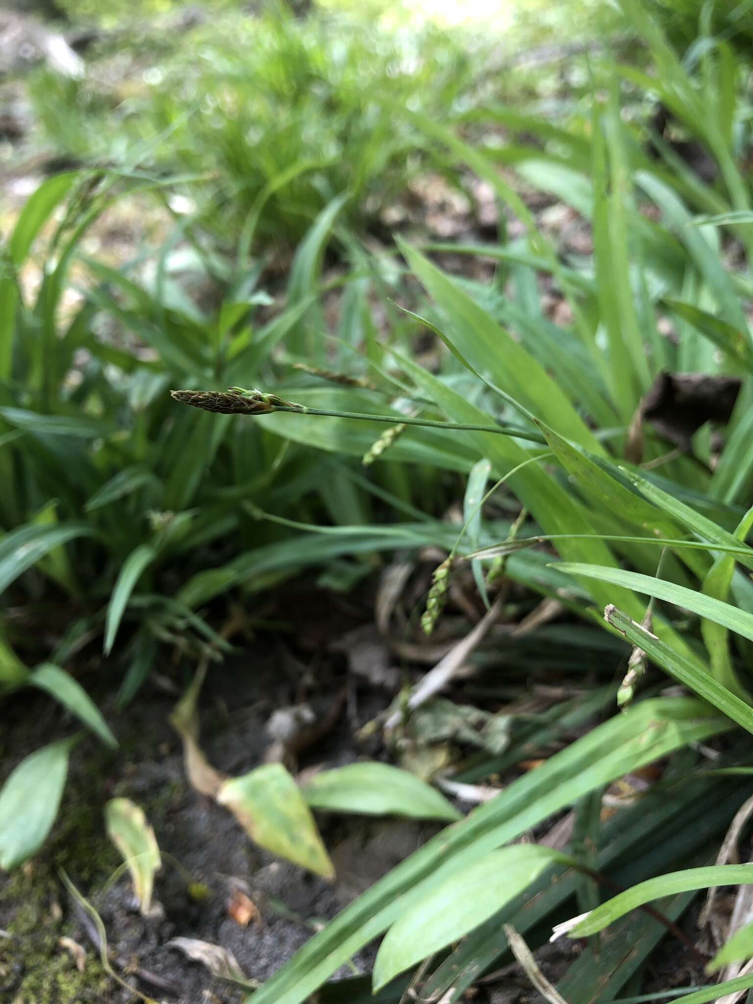 Sivun Carex laxiculmis var. laxiculmis kuva