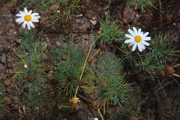 Image of Argyranthemum gracile Sch. Bip.