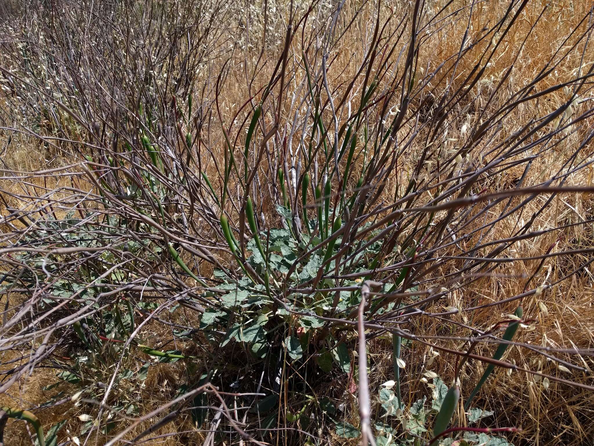 Imagem de Eriogonum nudum var. indictum (Jeps.) Reveal