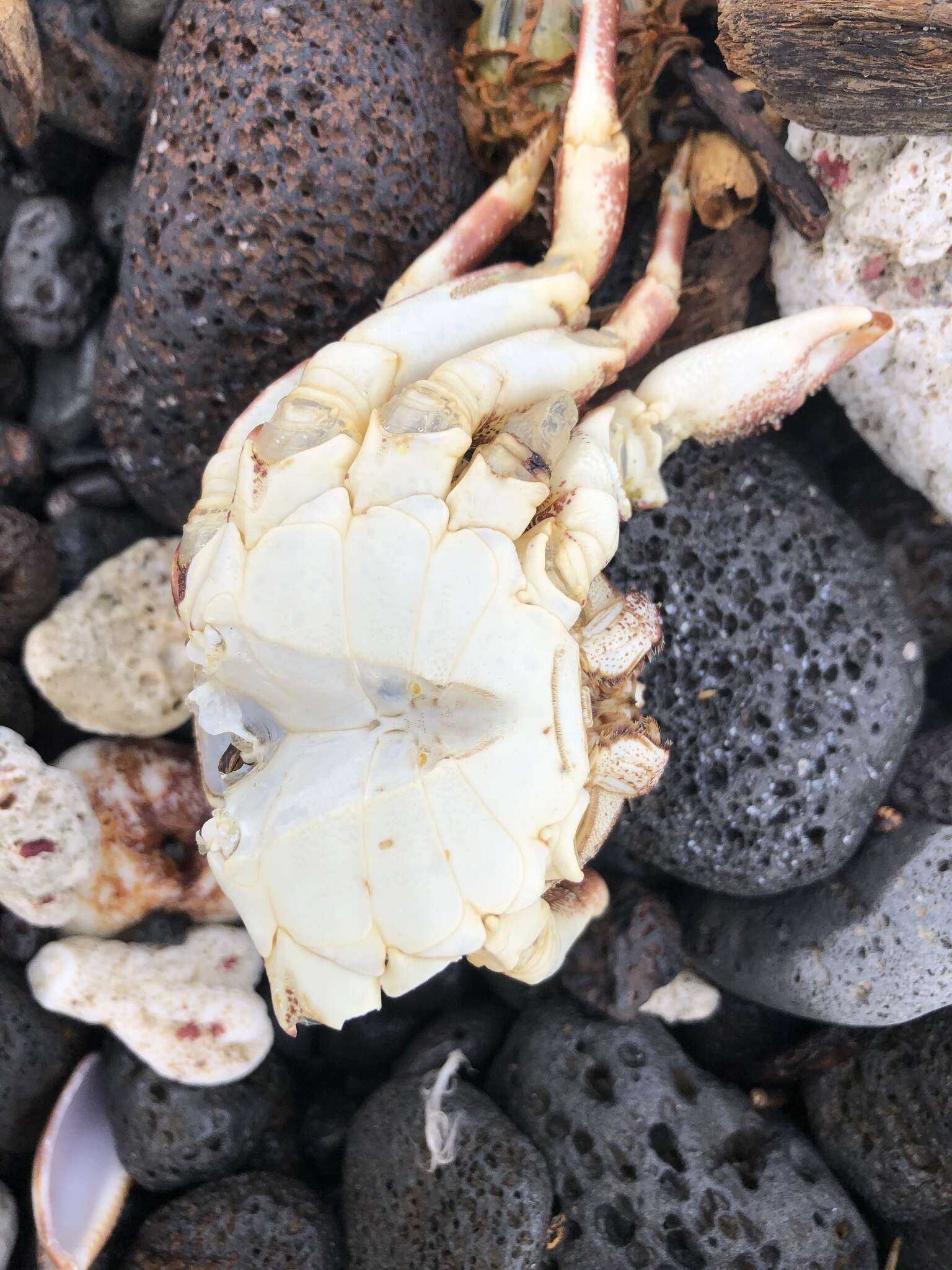 Image of scaly rock crab