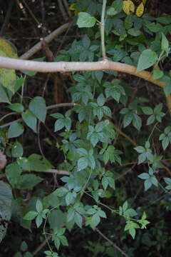 Image of Solanum appendiculatum Humb. & Bonpl. ex Dun.