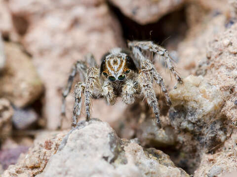 Image of Aelurillus nenilini Azarkina 2002