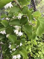 Styrax platanifolius subsp. platanifolius的圖片