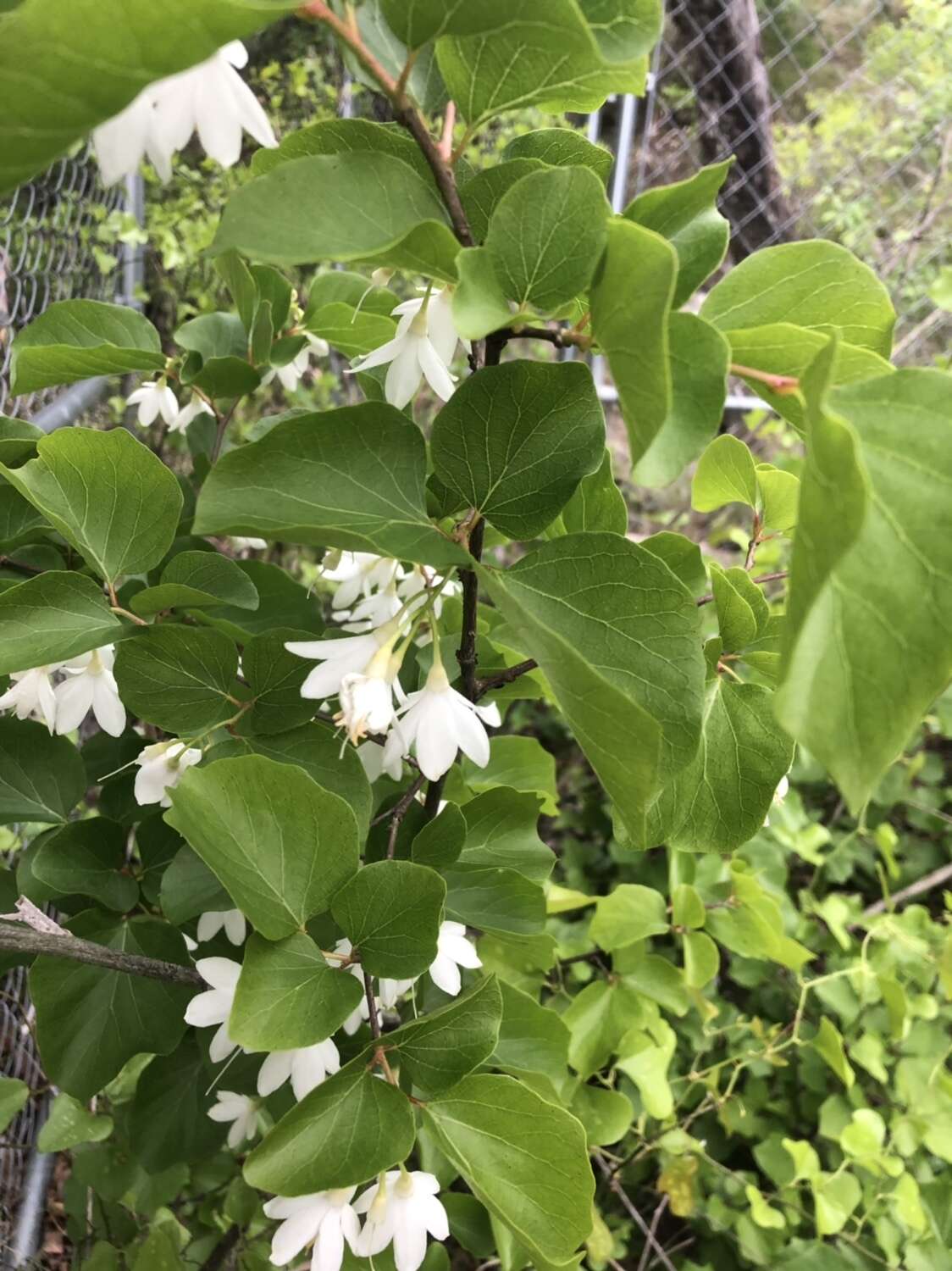 Styrax platanifolius subsp. platanifolius的圖片