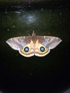 Image of Io Moth