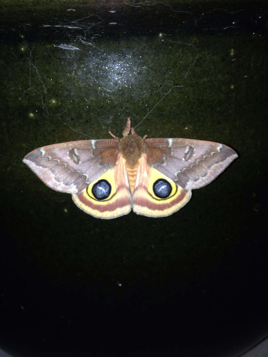 Image of Io Moth