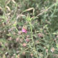 Image of Hermannia tomentosa (Turcz.) Schinz ex Engl.