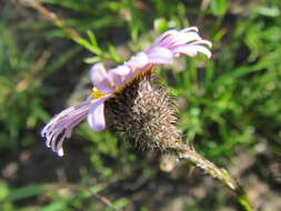 Image of Athrixia heterophylla subsp. heterophylla