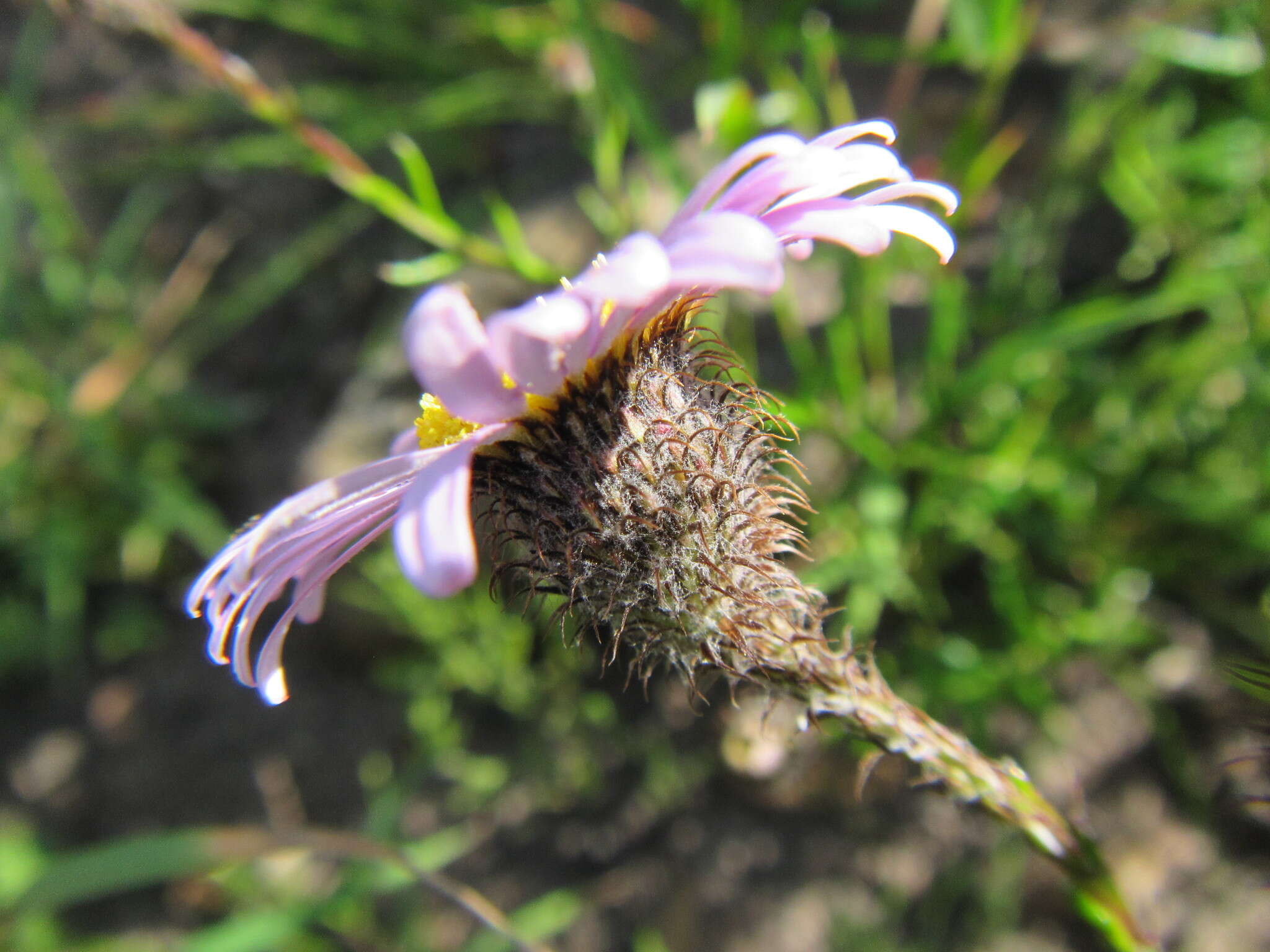 Athrixia heterophylla subsp. heterophylla resmi