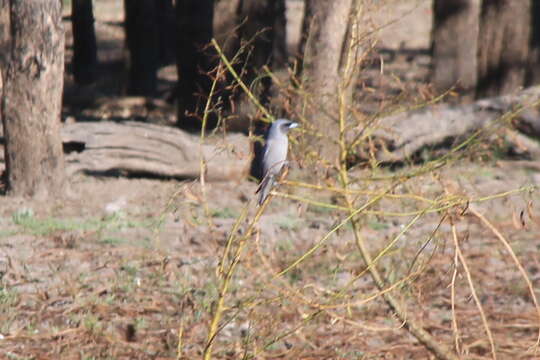 Image of Masked Woodswallow