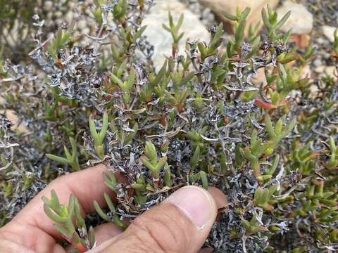 Image of Ruschia muiriana (L. Bol.) Schwant.