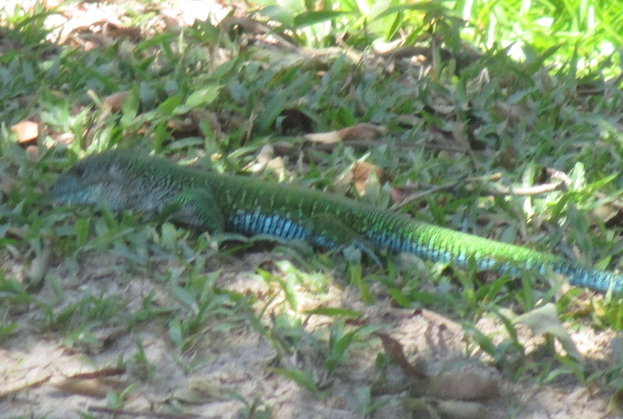 Image of Amazon Racerunner