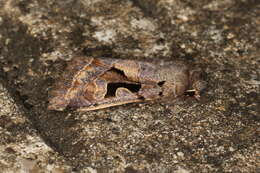 Orthosia gothica Linnaeus 1758 resmi