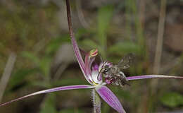 Image of Rosella spider orchid