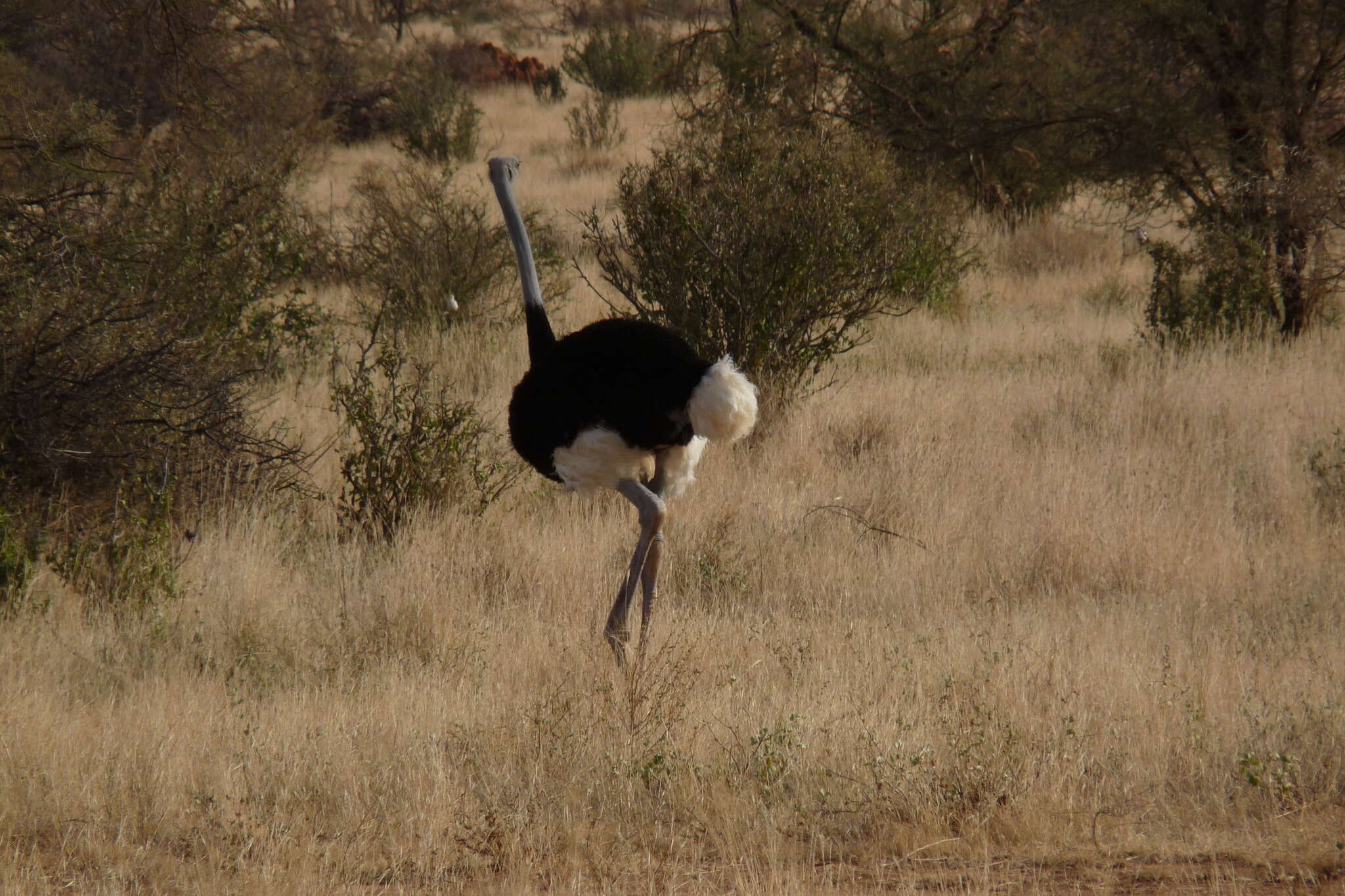 Image of Somali Ostrich